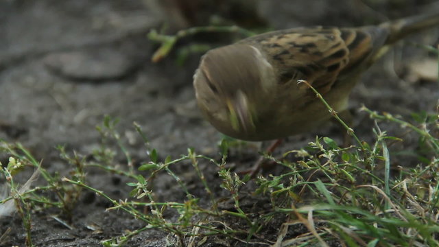 Close up shot of two sparrows harvesting grass seeds. Birds observation hobby