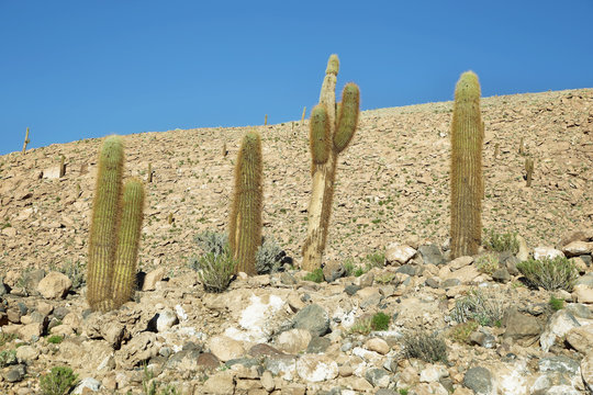 Cactus plants in "Guatin" gorge