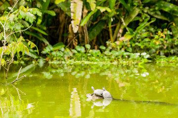 wilderness turtles in ecuadorian amazonia at full dimension yourself could see a arthropod posing on them wild animal animal pet amazon water flow swamp scenery outdoor creek group ecuador union rept