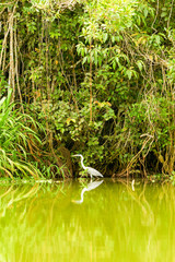 Captured in its natural habitat within the lush expanse of Ecuadorian Amazonia a majestic grey stork stands as a testament to the region's rich biodiversity and captivating wildlife