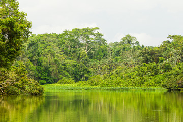 Fototapeta na wymiar Limoncocha Lagoon surrounded by lush and diverse jungle vegetation epitomizes the rich biodiversity and ecological significance of the Amazon Rainforest