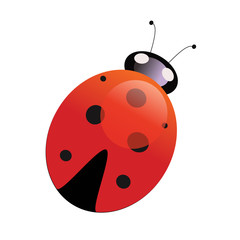 Vector illustration insect ladybug