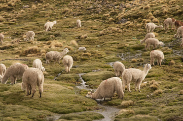 Fototapeta premium Alpacas