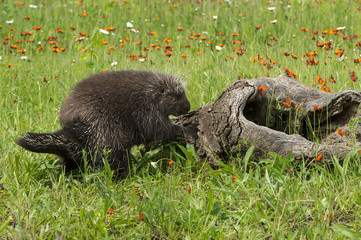 Porcupine (Erethizon dorsatum) Starts Climb Up Log