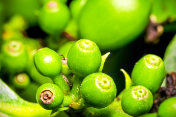 Captivating shallow depth of field image showcasing a charming cluster of vibrant green coffee fruits,with a focus on the tiniest ones.