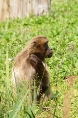 Gélada dans les herbes hautes