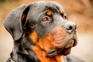 Stunning profile portrait of a purebred Rottweiler,showcasing the captivating eye with a narrow depth of field.