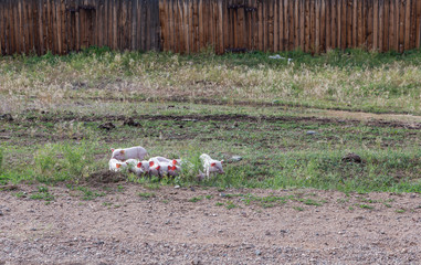 Piglets the road