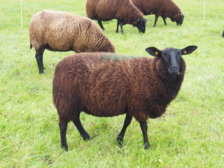 Schafsherde, Ostfriesisches Milchschaf