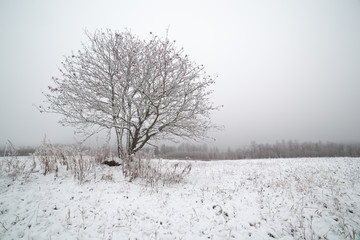 The frozen mountain ash on a snowy field.