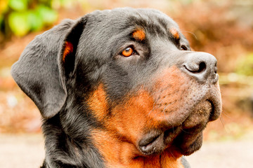 Stunning profile portrait of a purebred Rottweiler,showcasing the captivating eye with a narrow depth of field.