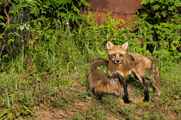 Red Fox Vixen and Kit (Vulpes vulpes) Stand Near Old Truck