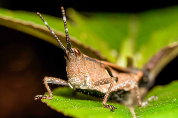 A massive grasshopper perched on a vibrant leaf within the lush ecosystem of the Ecuadorian rainforest showcasing the biodiversity of this tropical habitat