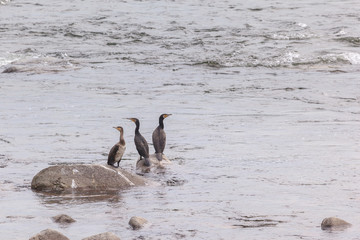 Cormorants sitting on a rock mountain river.