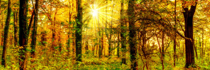 Fototapeta na wymiar Autumn forest with sun rays