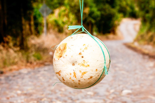 Discover the ingenious way of transporting a big white melon,ensuring efficient and unique transportation methods for this delightful fruit.
