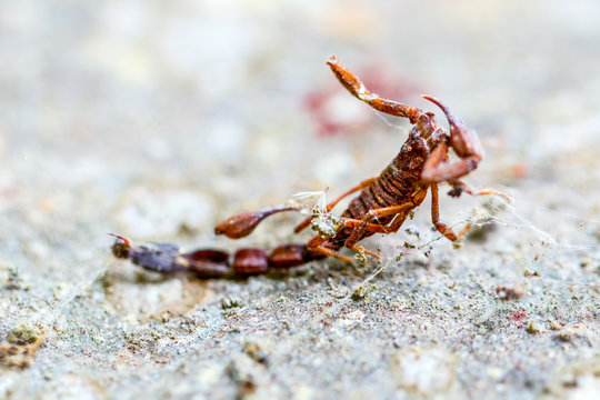 Discover the eerie sight of a scorpion's lifeless body ensnared in a spider's web,a haunting reminder of the circle of life in the animal kingdom.
