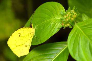 Stunning Cloudless Sulphur Butterfly Poised on a Green Leaf Illustrating Lepidopteran Behavior and Habitat Preferences in Entomological Research