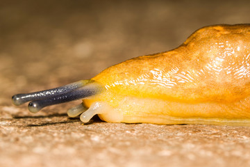 Discover the fascinating world of shell less snails,commonly known as slugs,as they gracefully navigate the lush Ecuadorian rainforest.