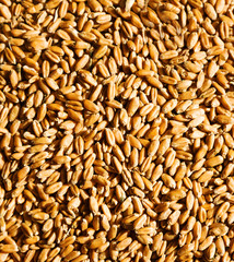 Grains of ripe Wheat