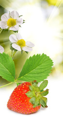 image of a single strawberry on sunlight background