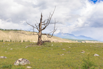 The dried up larch in mountains.