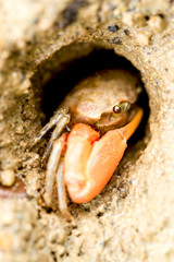 Discover the mesmerizing world of a violinist crab,expertly camouflaged in the sandy depths,showcasing its musical prowess.