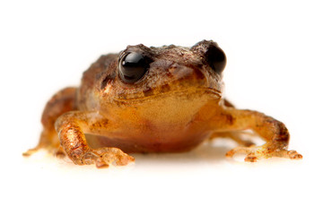Low angle view of a captivating brown frog,beautifully isolated against a pristine white background,creating a visually stunning image.