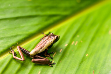 Discover a captivating sight of a tiny,enchanting frog perched on a vibrant leaf amidst the lush Ecuadorian jungle in the heart of the Amazon.