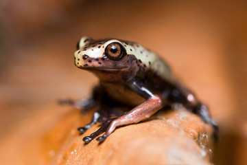 Discover the enchanting Ecuadorian jungle of the Amazon,home to a diverse array of wildlife including the captivating and diminutive unedified frog.