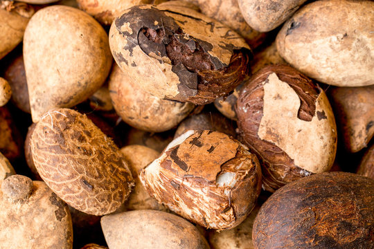 A close-up of raw brown tagua nuts (Phytelephas aequatorialis), the vegetable-ivory seeds of the ivory palm from Ecuador, used for sustainable carving and crafts.