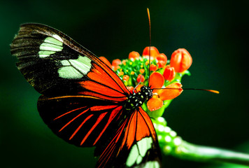 Fototapeta na wymiar butterflies colored exotic insect feeding on a multicolor petal shot in mid climate lighting in the amazonian forestry butterflies colored color close-up wild animal insect animal river weed vegetati