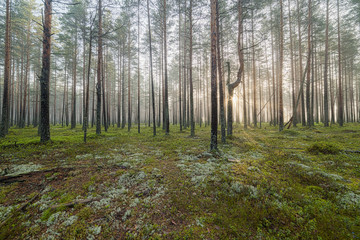 Fog in the pine forest.