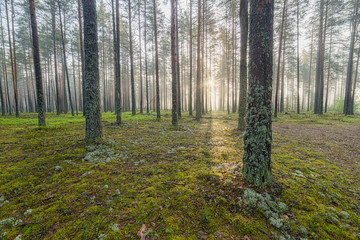 Fog in the pine forest.