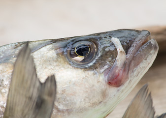 fish detail