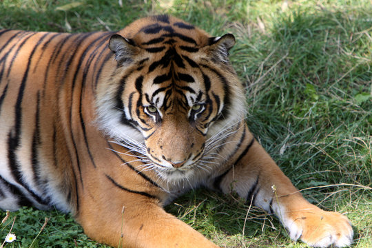 Sumatratiger