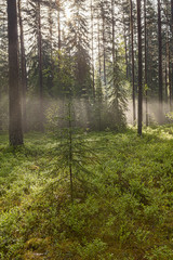 Fog in the pine forest.