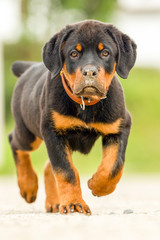A cute Rottweiler puppy with a wrinkled forehead and floppy ears, walking in the background.