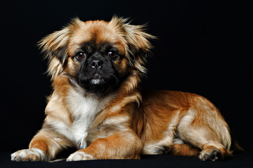 A close-up studio shot of an isolated Pekingese dog and her puppies, all looking up with adorable expressions.