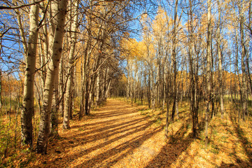 Obraz premium Landscape of Fall Colors.