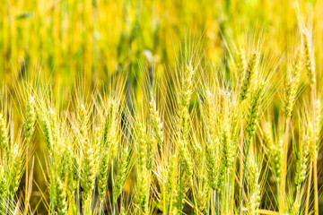Green Unripe Wheat Field In The Summertime