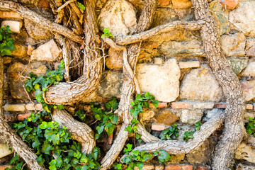 Stone Wall Covered With Climbing Roots