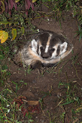 North American Badger (Taxidea taxus) Peers Out from Den