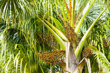 Obraz premium Euterpe oleracea,a palm tree species,is cultivated for its fruit and superior hearts of palm; these fruits are utilized to produce acai wine,a popular beverage.
