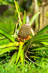 Pineapple Plant Low Angle