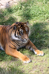 Sumatratiger