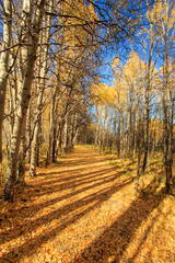 Fototapeta premium Landscape of Fall Colors.