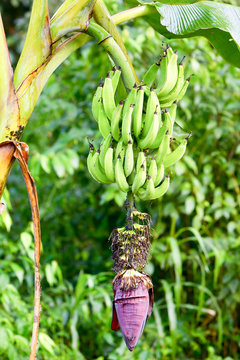 Discover the exquisite unripe banana cluster from an Ecuadorian plantation located near the vibrant Machala city,offering a delightful taste of tropical freshness.