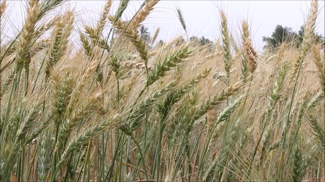 Fresh Growing wheat field