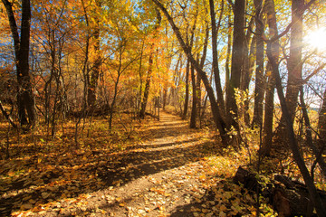 Landscape of Fall Colors.